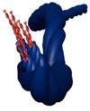 One molecule, four structures: researchers reveal how supramolecular structures determine which structure to adopt